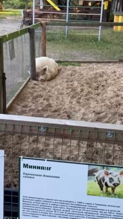 Девушка пришла посмотреть на мини-пигов, но вместо милых хрюшек увидела огромного спящего свина