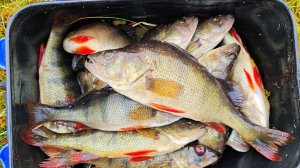 Встретили день рыбака на рыбалке, окунь на спиннинг.