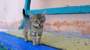 mixkit-homeless-gray-kitten-is-walking-on-the-street-32304-medium