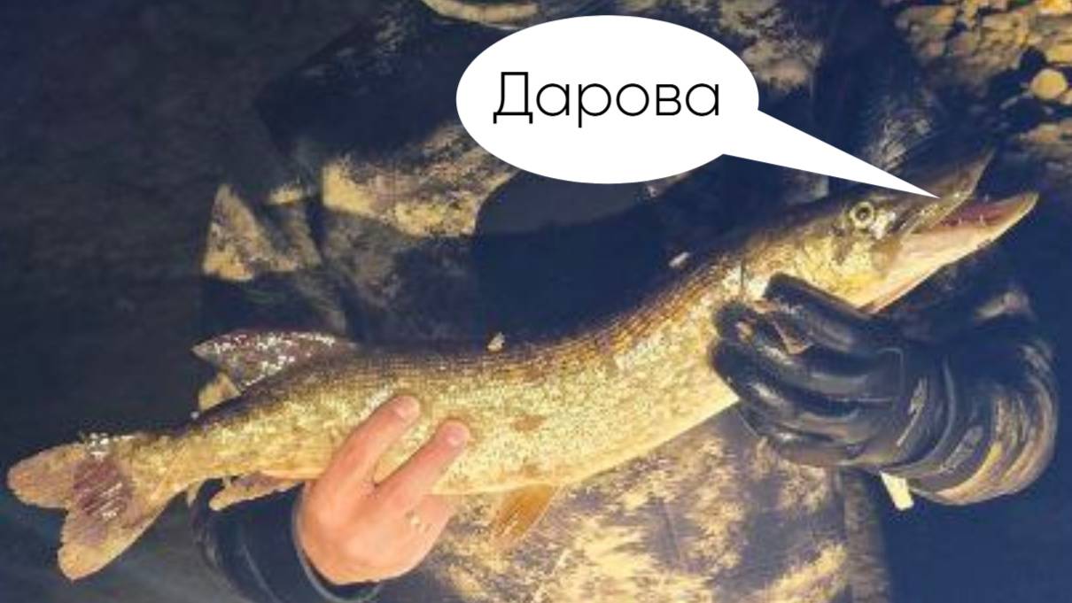 Ночная подводная охота с щучкой на 1.6кг