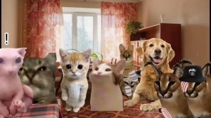 Сериал Шлепа против зомби все серии. Studio of Floppa and Bingus