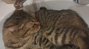 Воды! Воды!!! ))