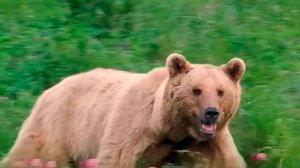 Отстрел медведей разрешили в Северной Осетии из-за резкого увеличения популяции хищника