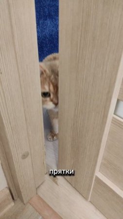 Когда любопытство выше этикета  #cat #cute #коттоша #кот #cutecat #приколы  #юмор #кошки