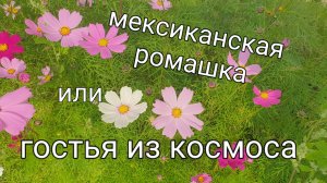 Скромные цветы со сказочной историей.
