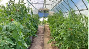 Дневник моих огородных дел. 8 июля 2025 года