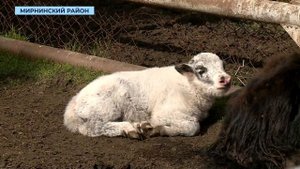 Имя для яка: в Telegram-канале «Алмазного края» запустили голосование с тремя вариантами