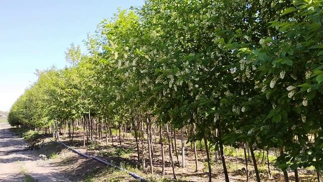 Черемуха виргинская Шуберт (Prunus) h 3-4 м, d 3-6см, ком, шт и  h 4-4,5 м, d 6-7см, ком, шт