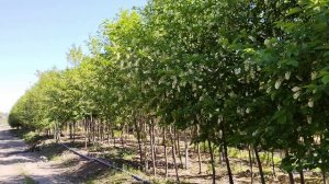 Черемуха виргинская Шуберт (Prunus) h 3-4 м, d 3-6см, ком, шт и  h 4-4,5 м, d 6-7см, ком, шт