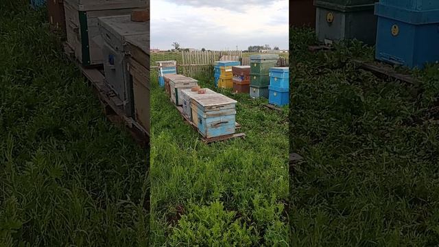 рой 3/ 4