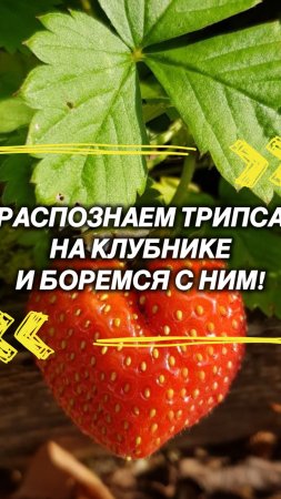 Ваша клубника усыхает и вы не знаете, что с ней? 
Ответ в этом посте