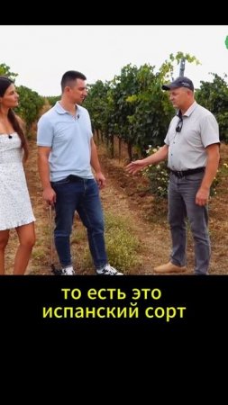 Испанские сорта винограда в Крыму