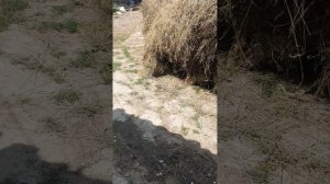 Начинаем заготовку сена
