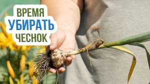 Уборка чеснока в 2025 году. Когда копать чеснок?