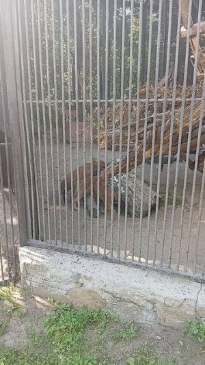 Волчата