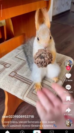 🐿️