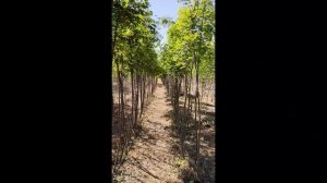 Рябина обыкновенная (Sorbus) h 2-3м; d 1-2,5см, С15ком, шт