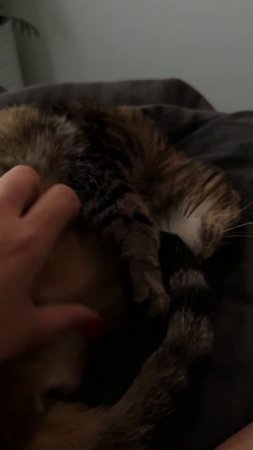 Я У ТВОИХ НОГ🐯