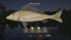 Русская Рыбалка 4 Трофей (Ёрш-носарь) р. Вьюнок