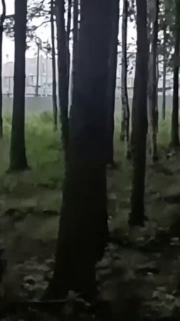 Лосенок бегал по Мурино