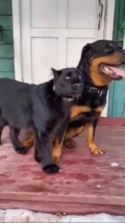 STRIKE  panther and dog