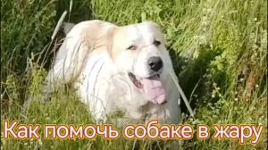 Жаркое лето. КАК ПОМОЧЬ СОБАКЕ?