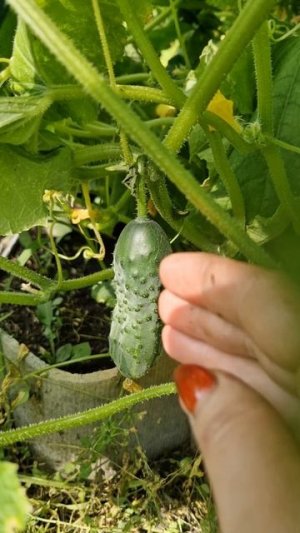 Первый урожай 🍅