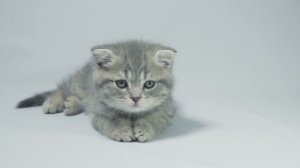 playful grey kitten lying on a white background
