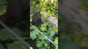 Что делать с виноградом?