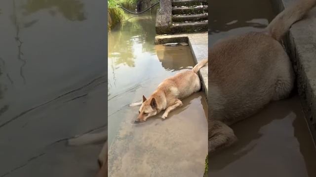 Funny dogs / Забавные собачки