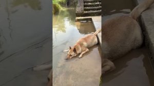 Funny dogs / Забавные собачки