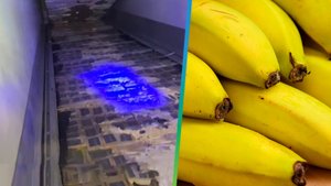 Банановый кокаин: в России задержали рекордную партию наркотиков на 12 млрд рублей