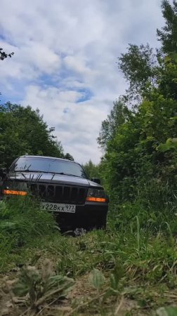 Хвойные бананы