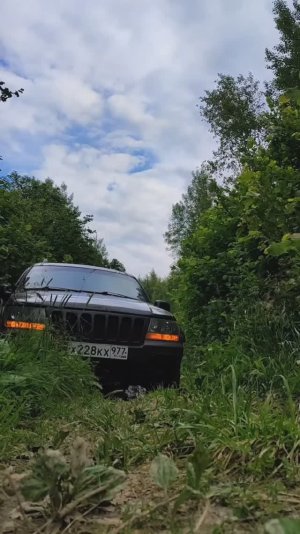 Хвойные бананы