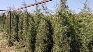 Можжевельник виргинский (Juniperus) h1,8-2,2 м, d 60-80см, ком, шт