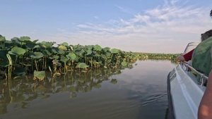 16.07.2025 Лотосы