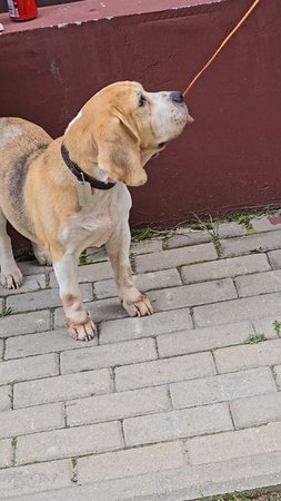 # собачки #reels #short #shorts #margo #shortvideo #dog #dogs #doglife #dogshort #dogshorts #dogvide