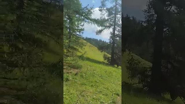 Земельный участок с. Ело смотреть онлайн