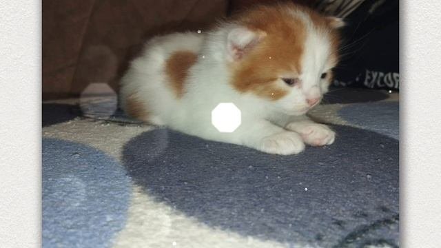 мои котята
