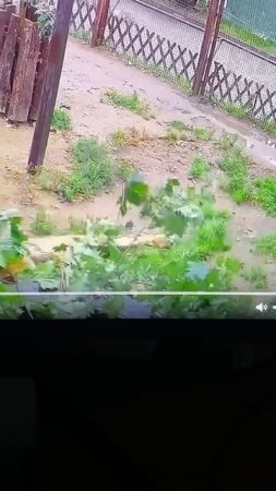 Солнечный львенок 15 07 2025 короткий