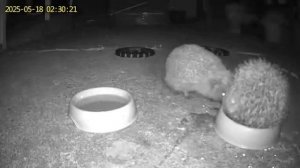 video_2025-05-18_05-00-52