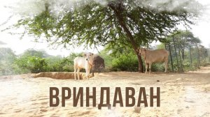 ВРИНДАВАН: святая земля Индии [Аскеза в кедах]