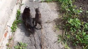 Пошли домой котики.