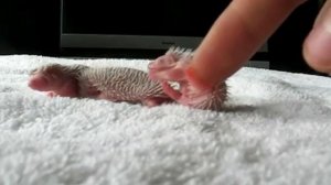 Видели когда нибудь маленьких ежат?