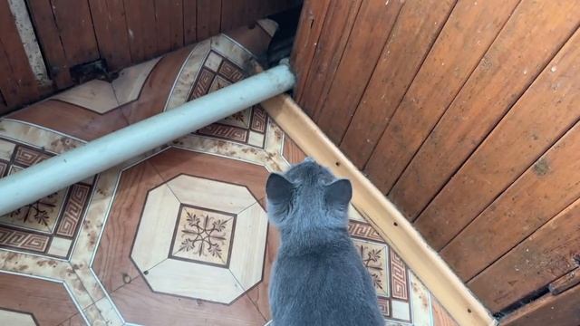 Вот моя подружка Буся, она забыла меня и ругается) но ничего скоро будем играться надеюсь)хихик
