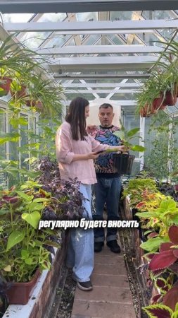 А чем вы мульчируете В ТЕПЛИЦЕ