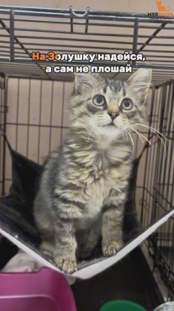 Золушка ждёт вас в приюте #Муркоша