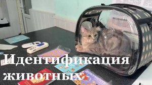 В ЛНР официально регистрируют домашних животных