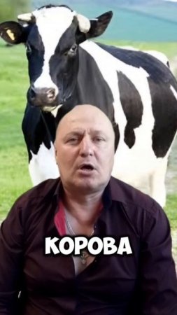 Корова! Ты откуда?!?