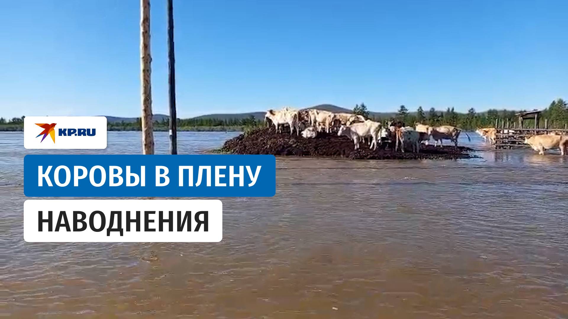 Коровы взобрались на холм, спасаясь от наводнения в якутском селе